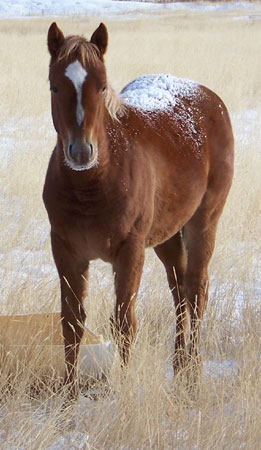 2011 FILLY