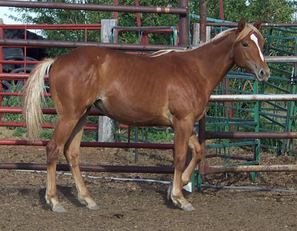 2011 FILLY